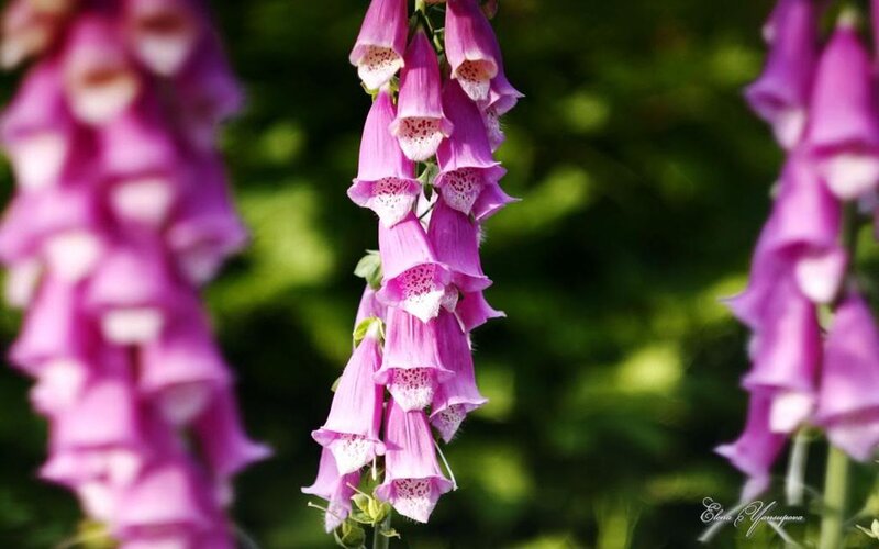 Purple Foxglove Flowers — Serene, Afternoon, Photograph, Green Leaves