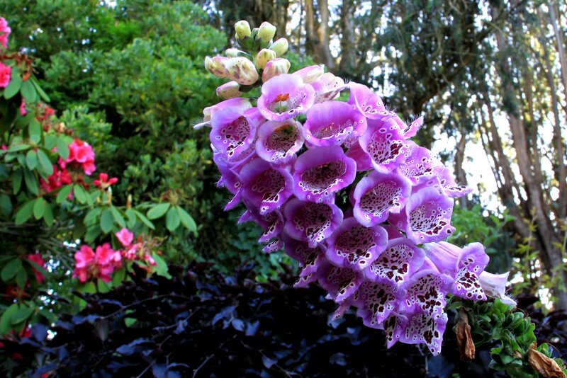 Purple Foxglove Flowers — Serene, Afternoon