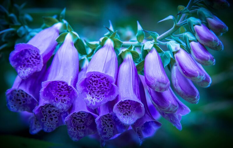 Purple Foxglove Flowers — Serene, Photograph, Stem