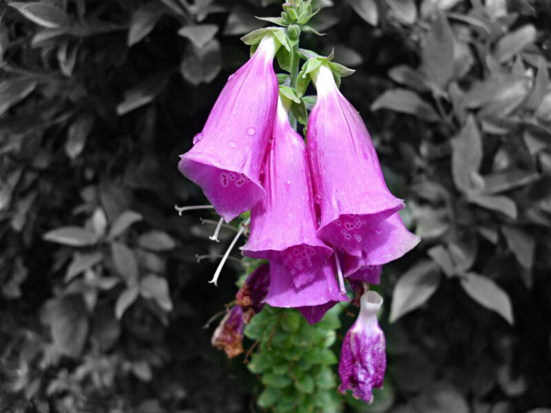 Purple Foxglove Flowers — Serene, Photograph