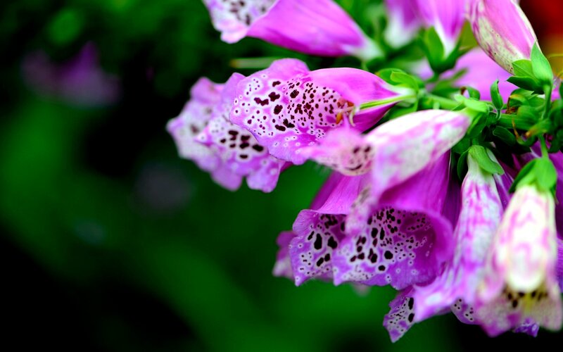 Purple Foxglove Flowers — Serene, Spring, Photograph, Green Leaves