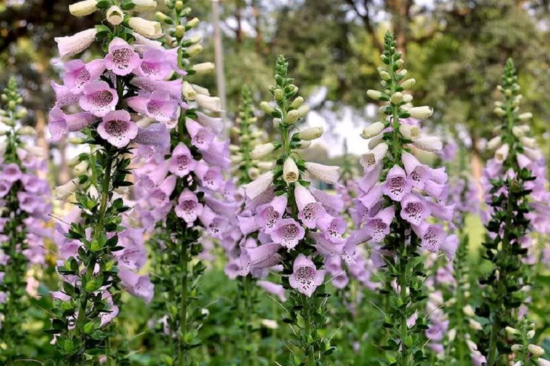 Purple Foxglove Flowers — Serene, Spring
