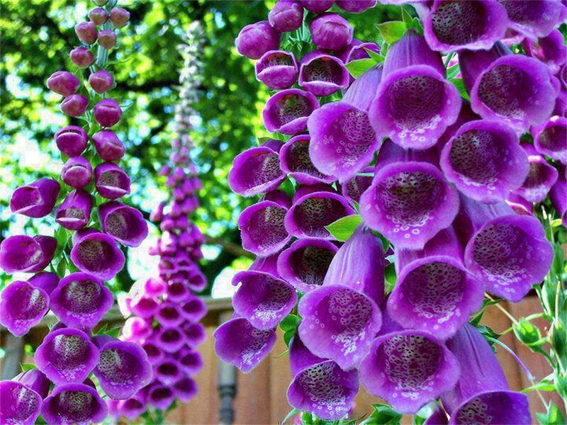 Purple Foxglove Flowers — Serene, Summer