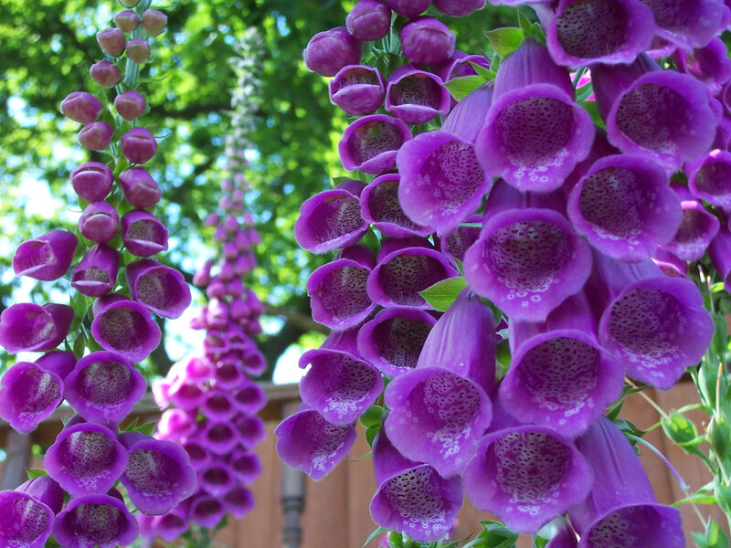 Purple Foxglove Flowers — Serene
