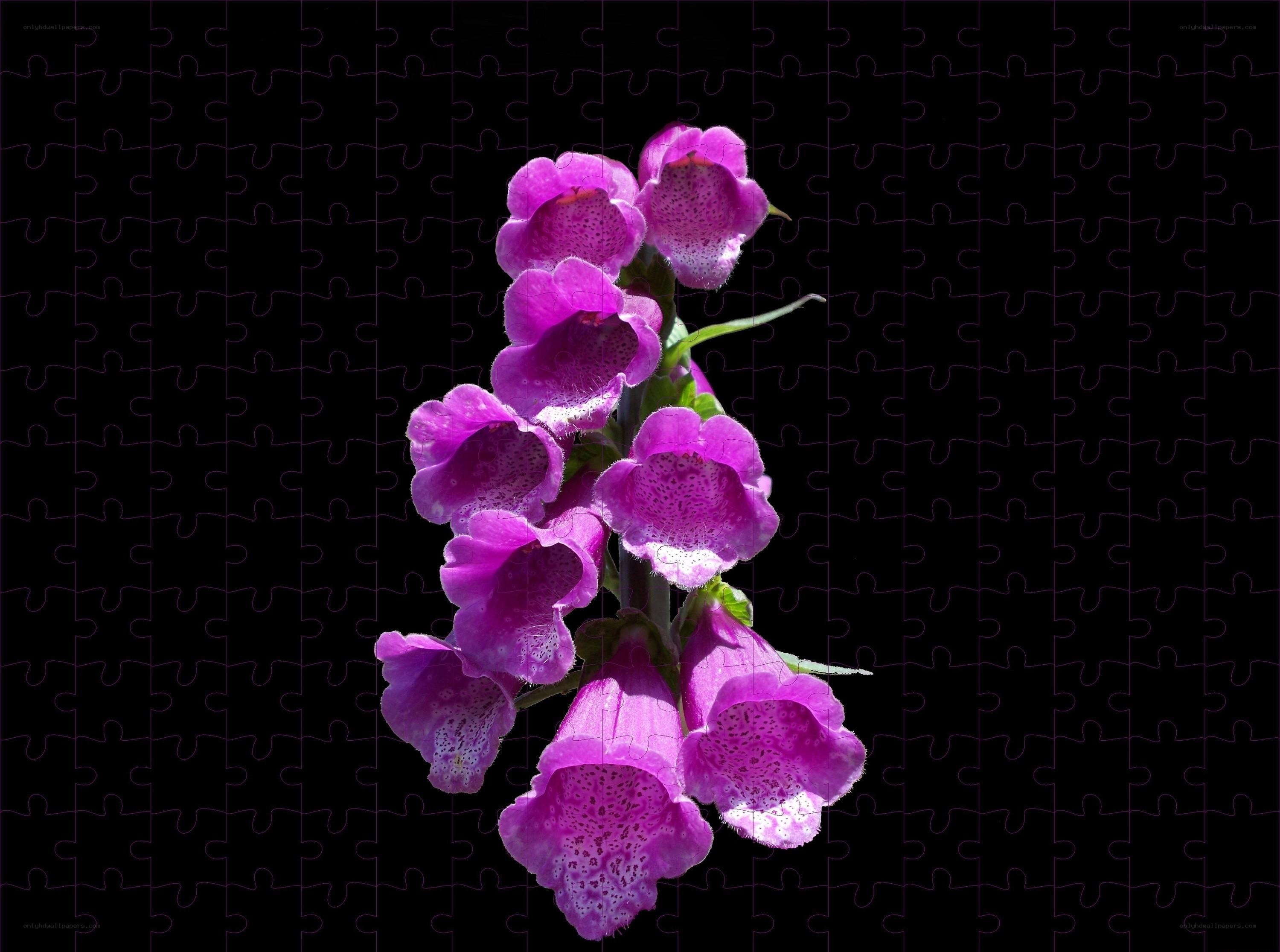 Purple foxglove flowers