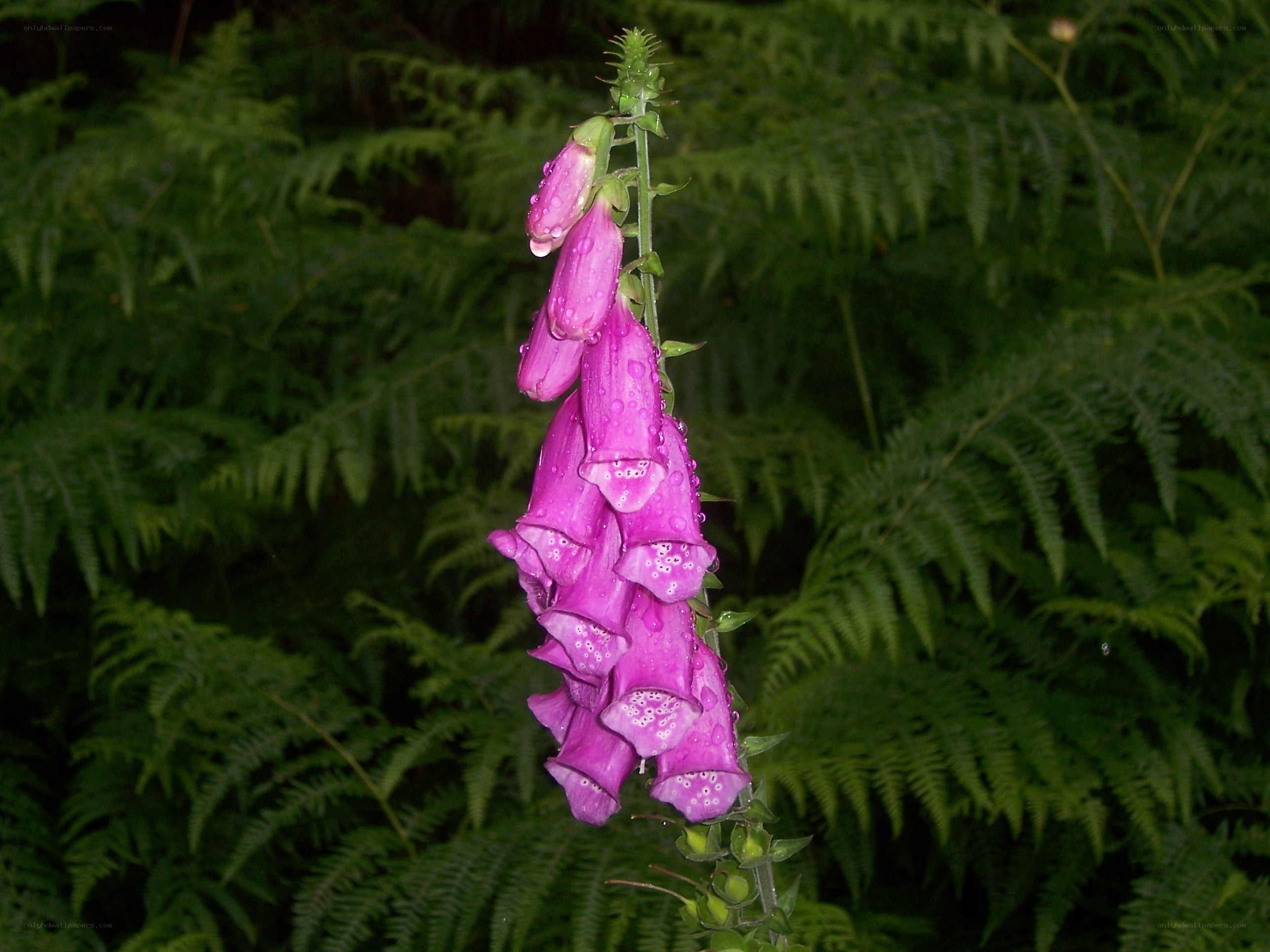 purple foxglove in forest