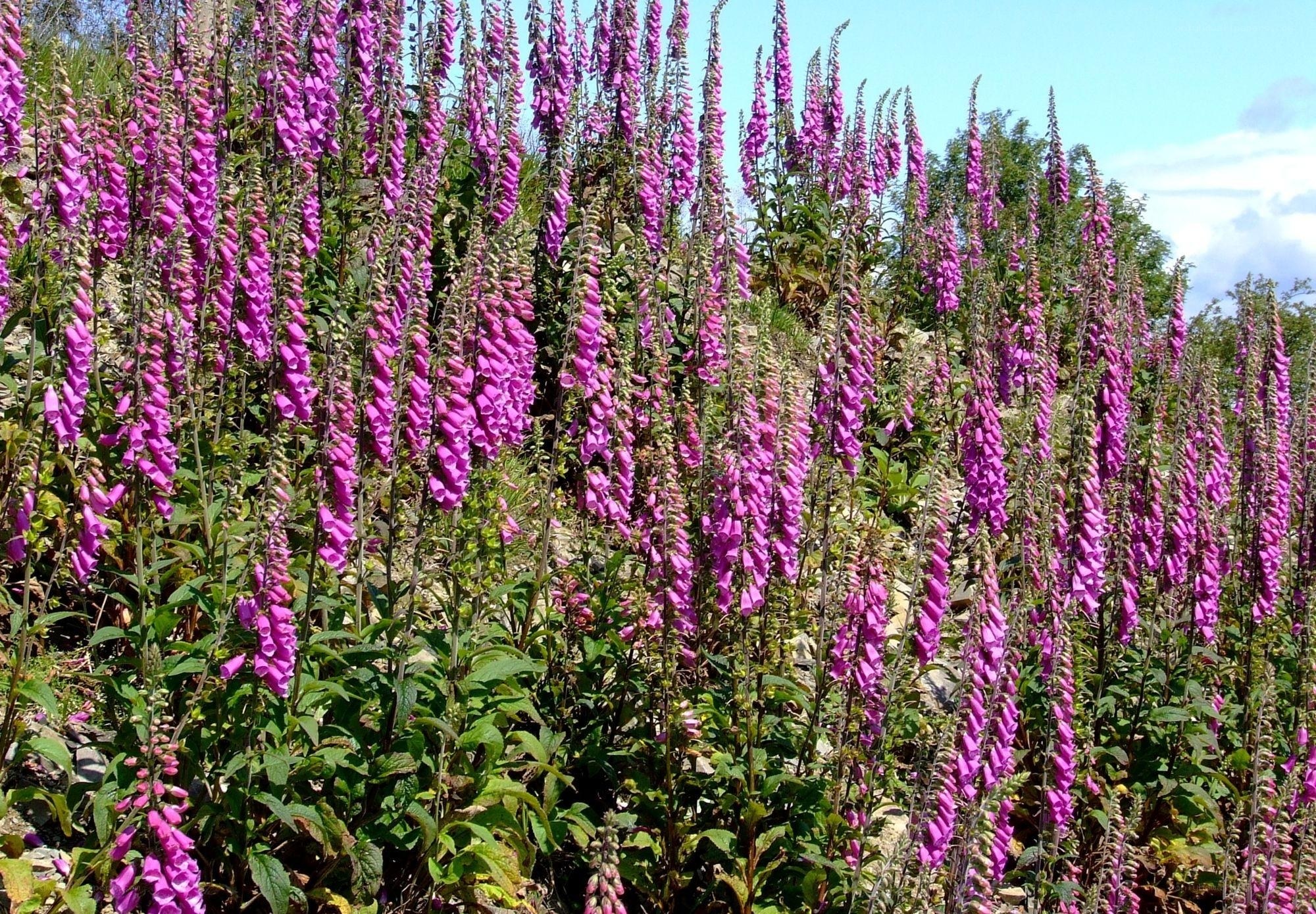 purple foxgloves in bloom