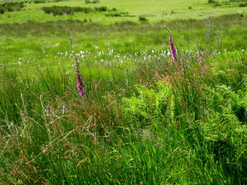 Purple Foxgloves in Field