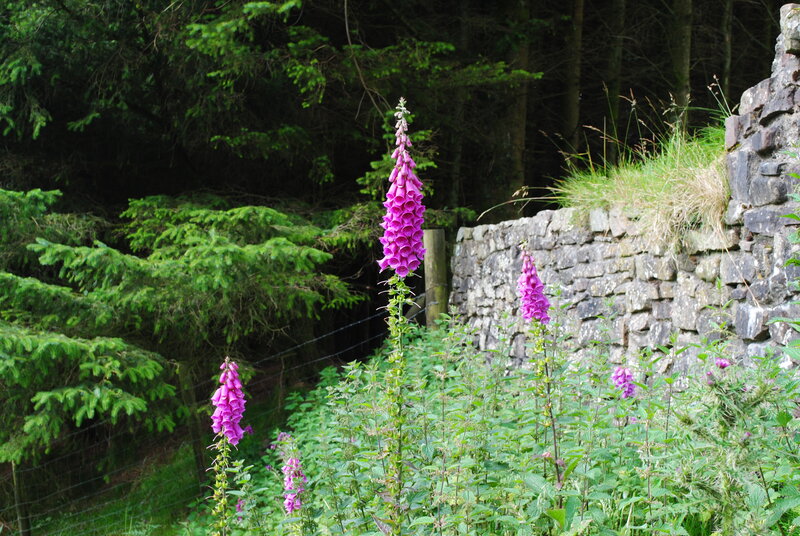 Purple Foxgloves in Forest