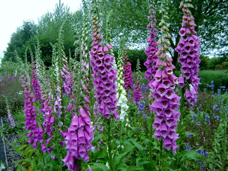 Purple Foxgloves in Garden — Serene