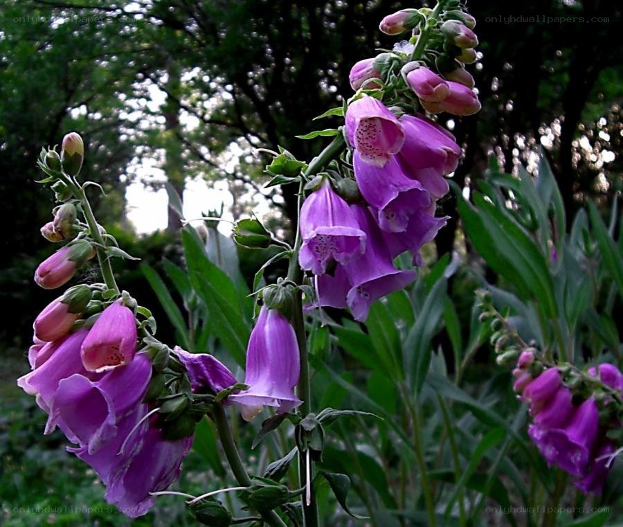 purple foxgloves in garden