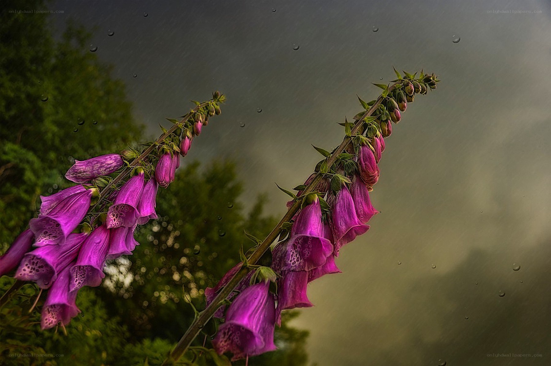 Purple foxgloves in the rain