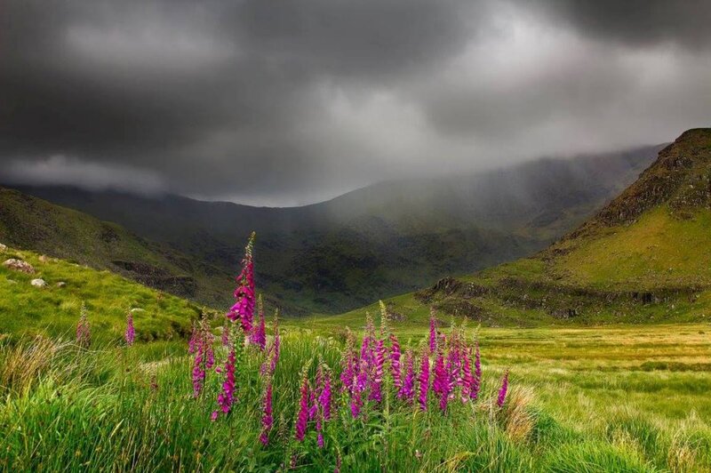 Purple Foxgloves in Valley