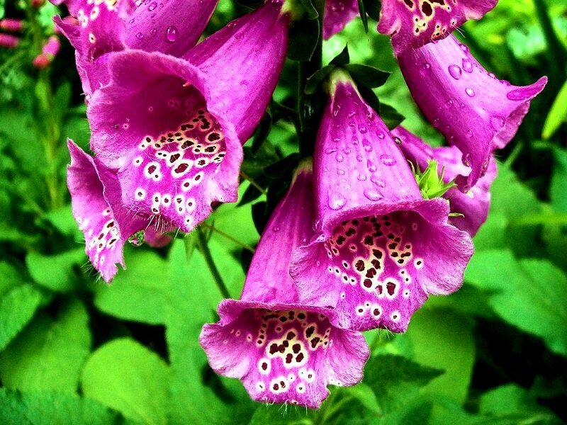 Purple foxgloves with water droplets