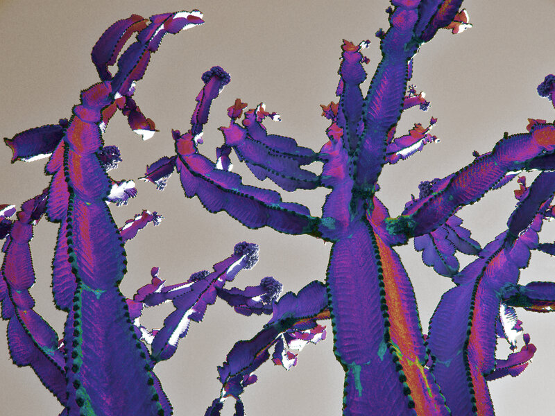 Purple fractal plant structure