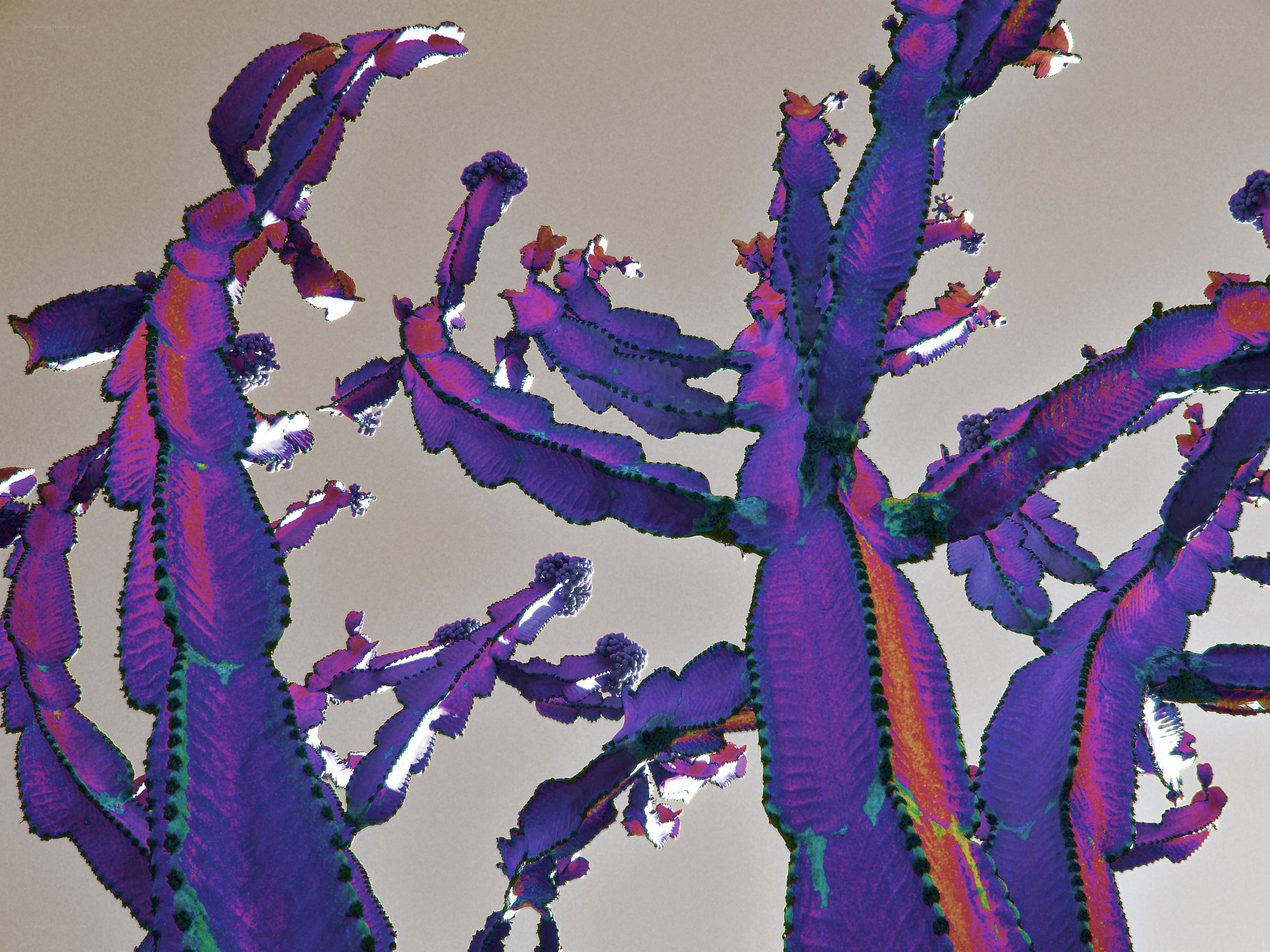 Purple fractal plant structure