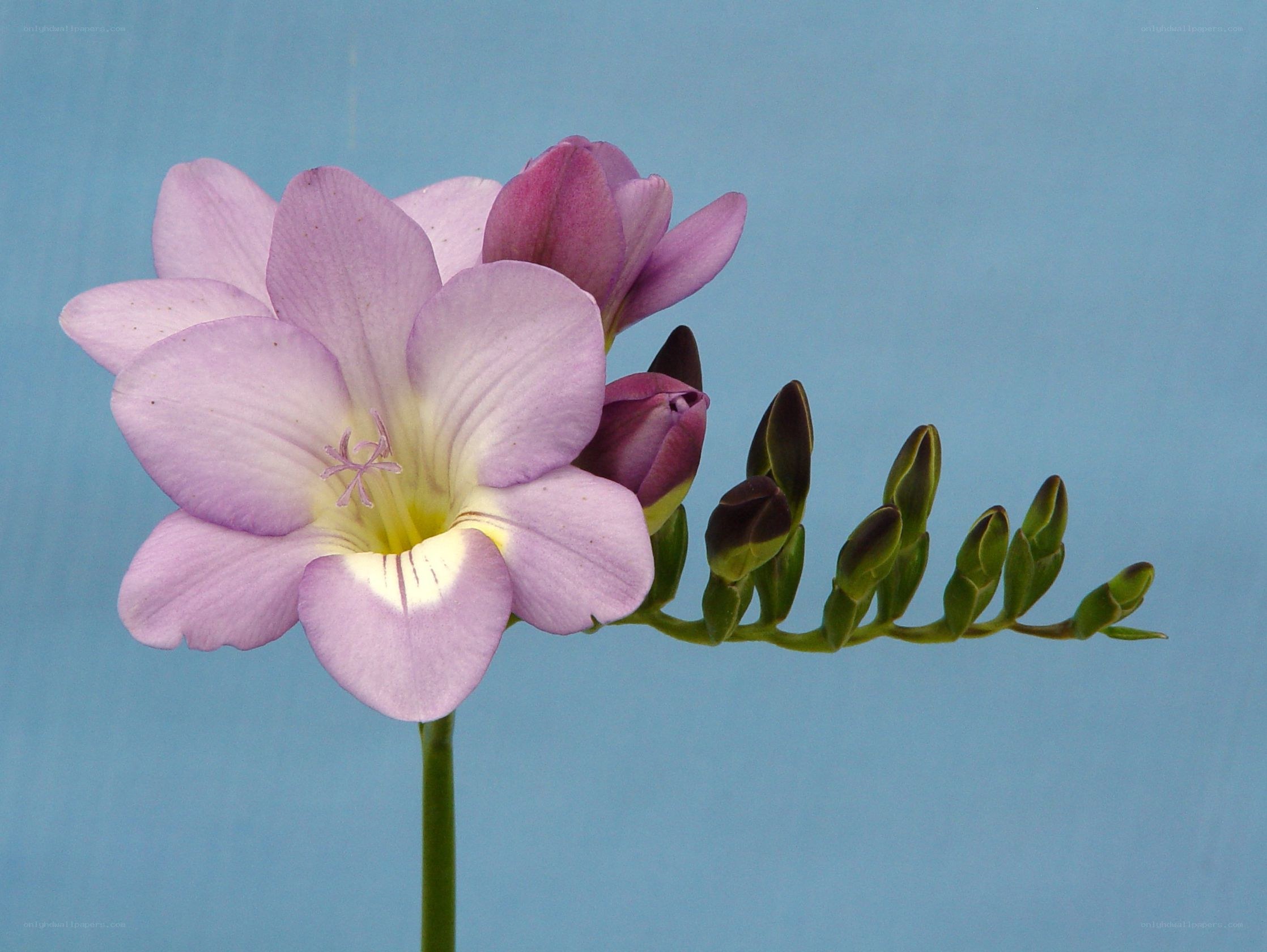 purple freesia flower