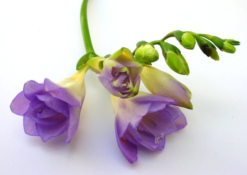Purple Freesia Flowers — Calm, Photograph
