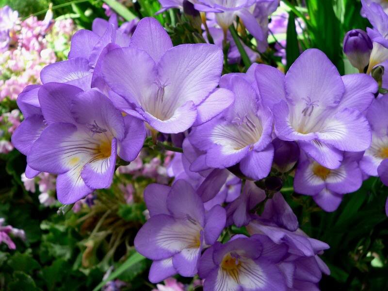Purple Freesia Flowers — Calm