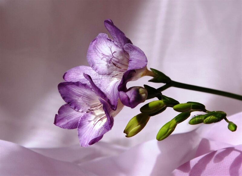 Purple Freesia Flowers — Serene