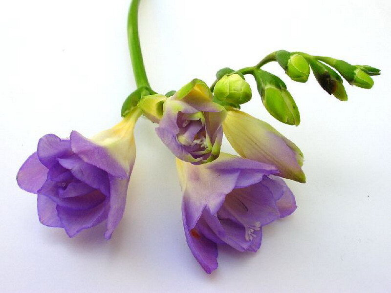 purple freesia flowers