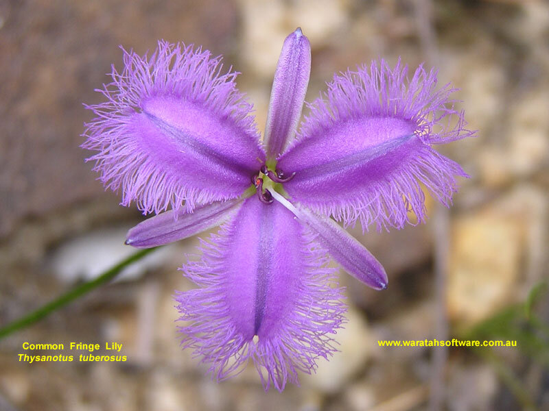 Purple Fringe Lily Flower