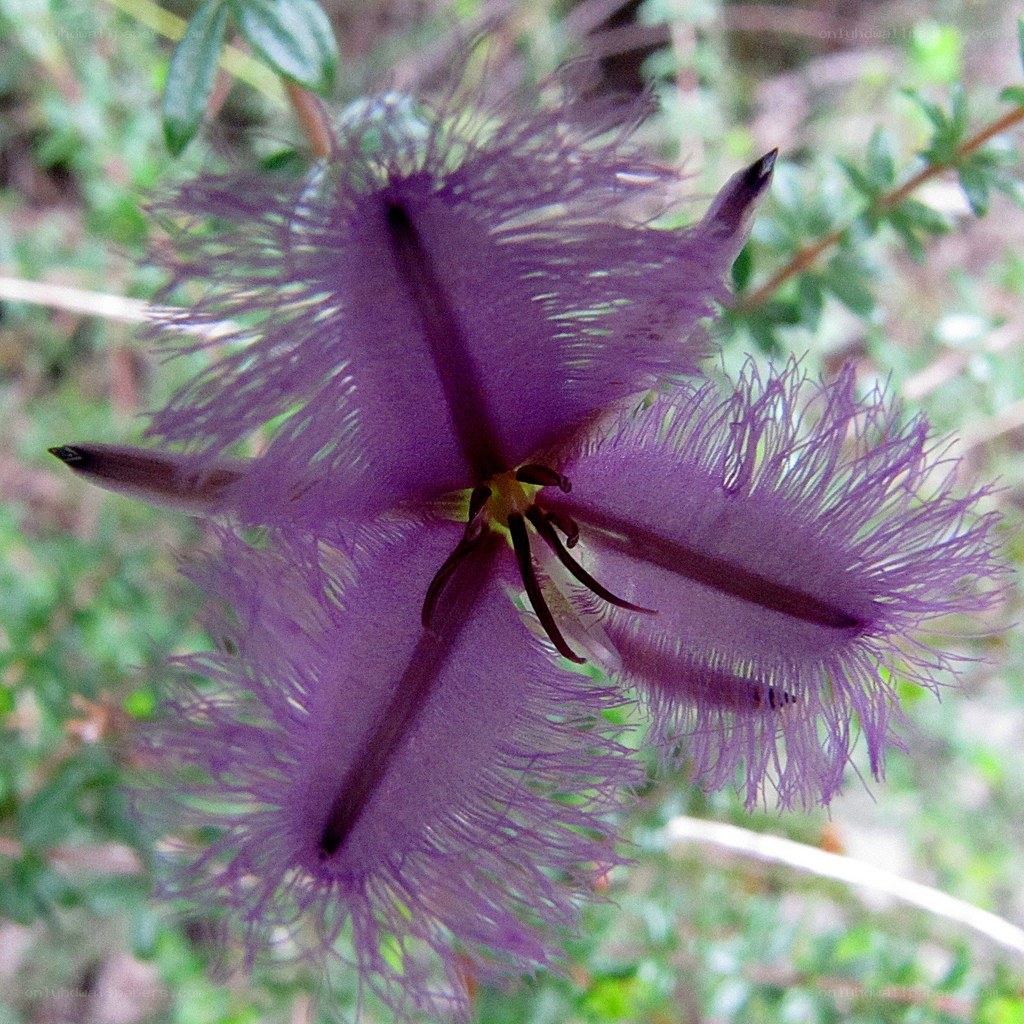 purple fringed flower