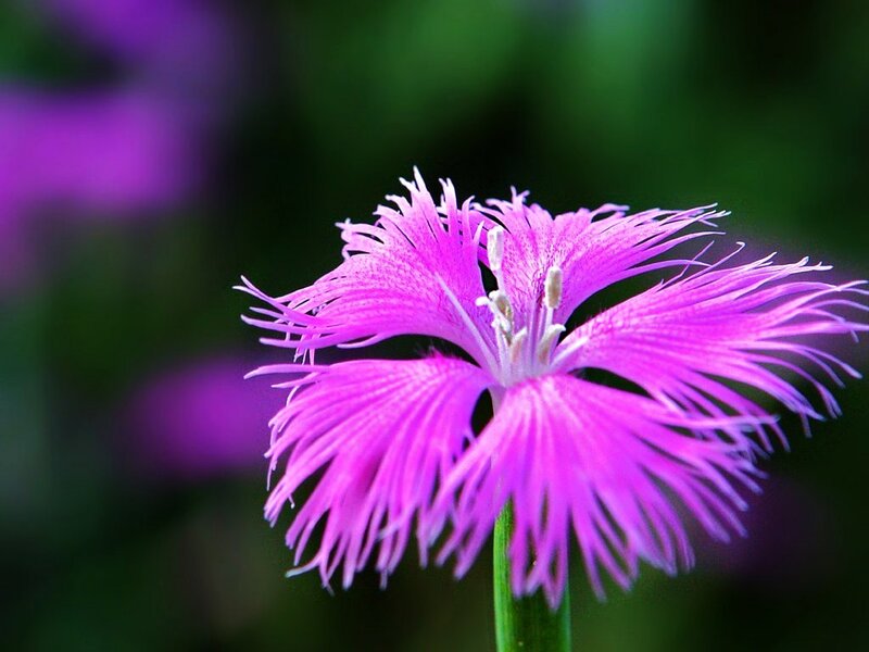 purple fringed flower