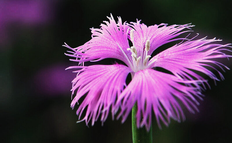 Purple Fringed Flower — Dramatic