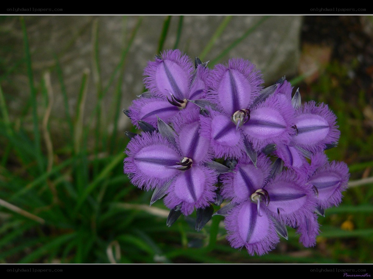 purple fringed flowers