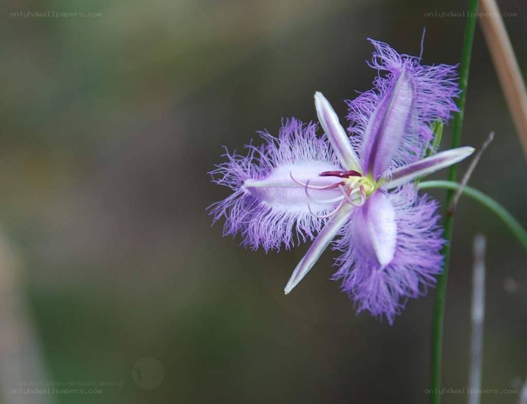 purple fringed orchid flower