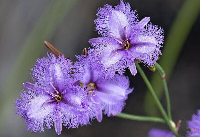 Purple Fringed Orchid