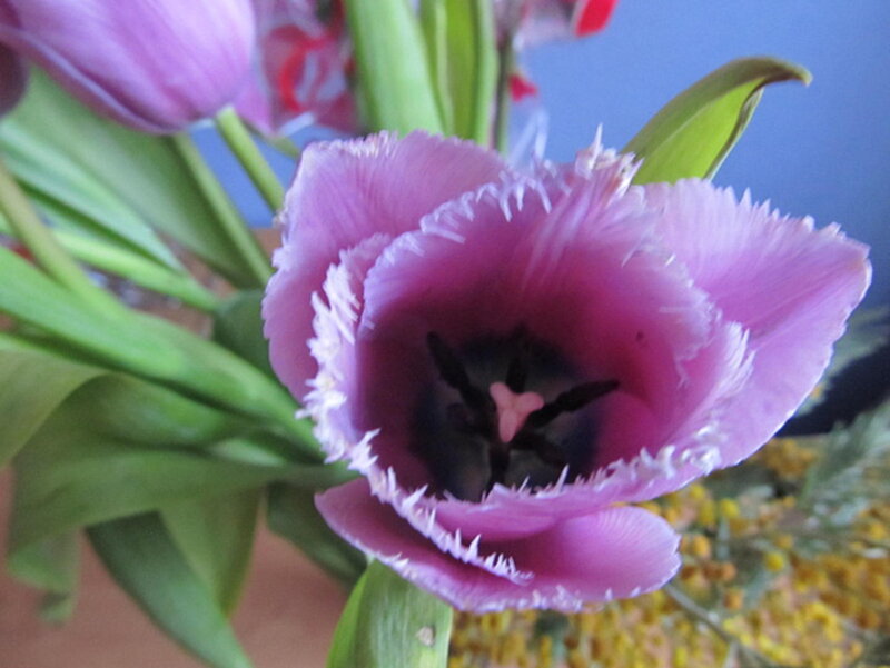 Purple Fringed Tulip — Calm, Photograph