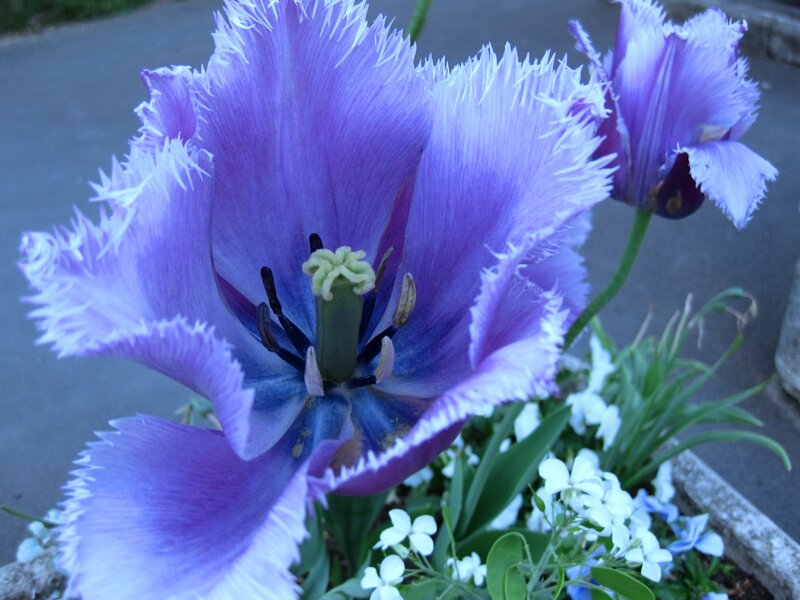 Purple Fringed Tulip — Calm