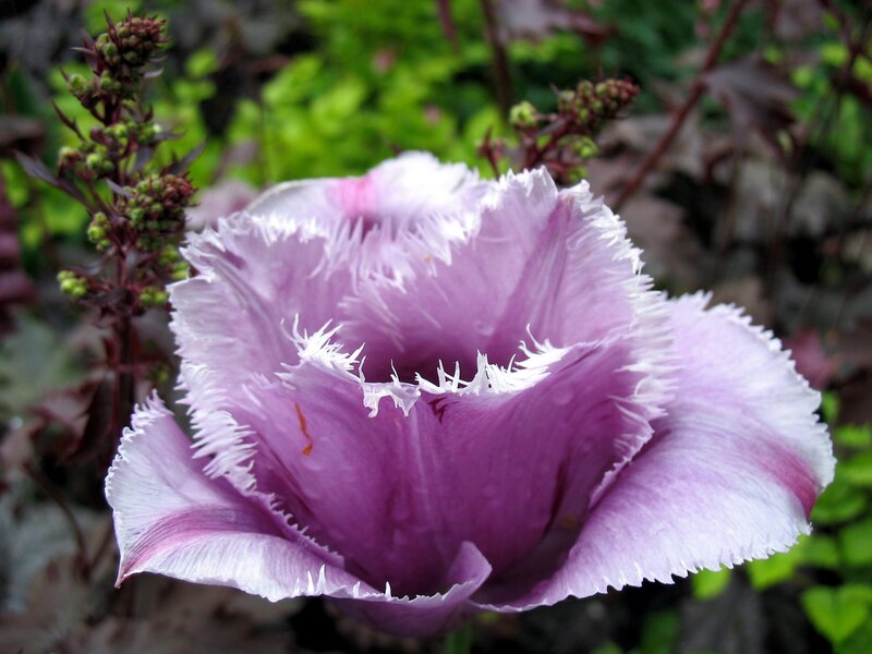 Purple fringed tulip flower