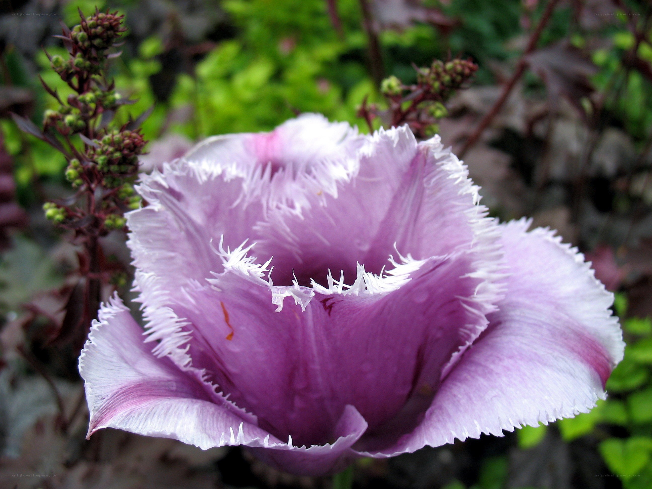 Purple fringed tulip flower