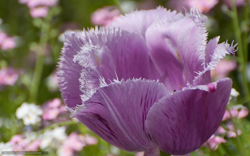 Purple fringed tulip flower