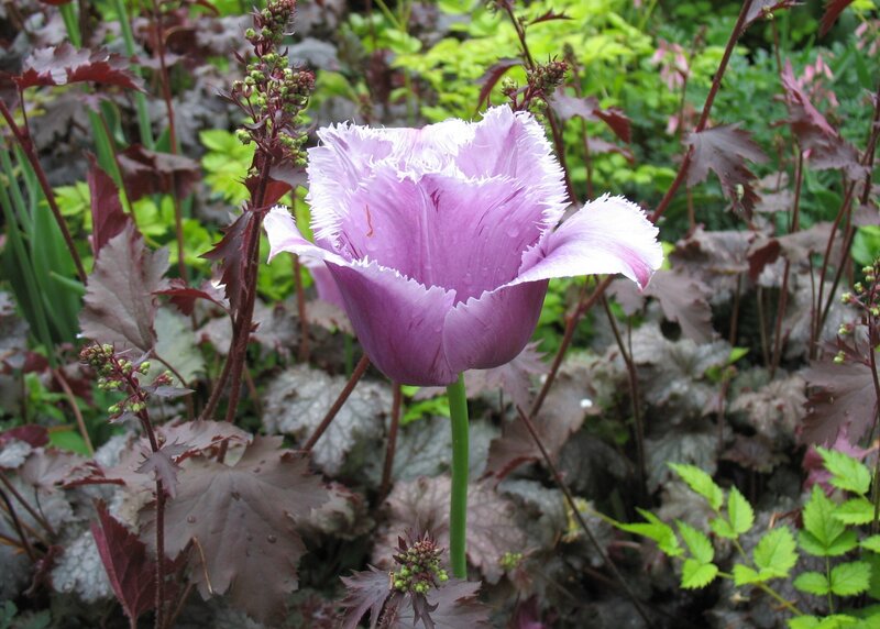 Purple fringed tulip in garden