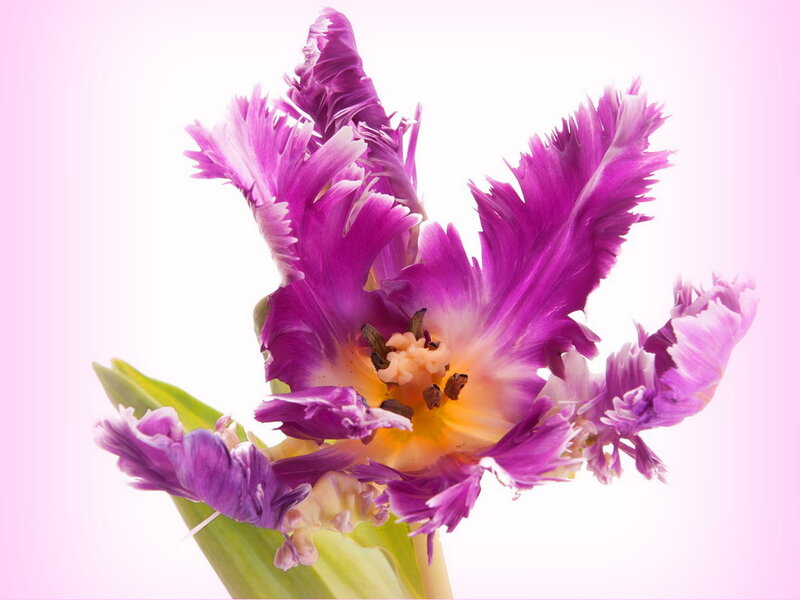 Purple Fringed Tulip — Serene, Photograph