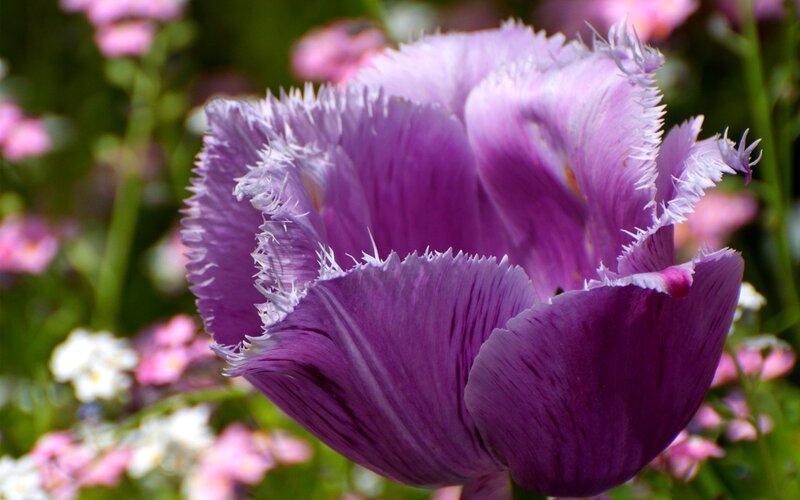 Purple Fringed Tulip — Serene