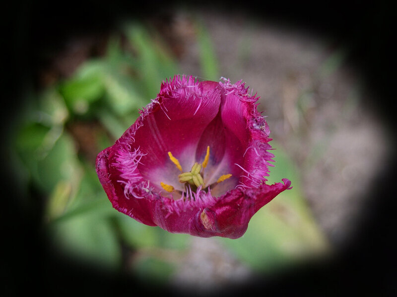 Purple Fringed Tulip