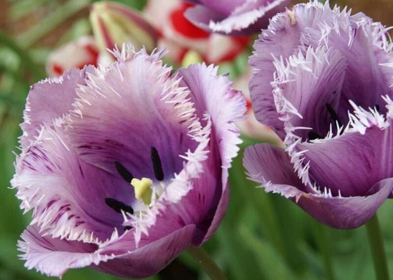 Purple Fringed Tulips — Calm, Spring