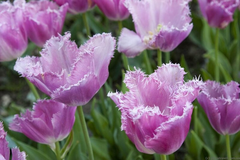 Purple Fringed Tulips — Calm