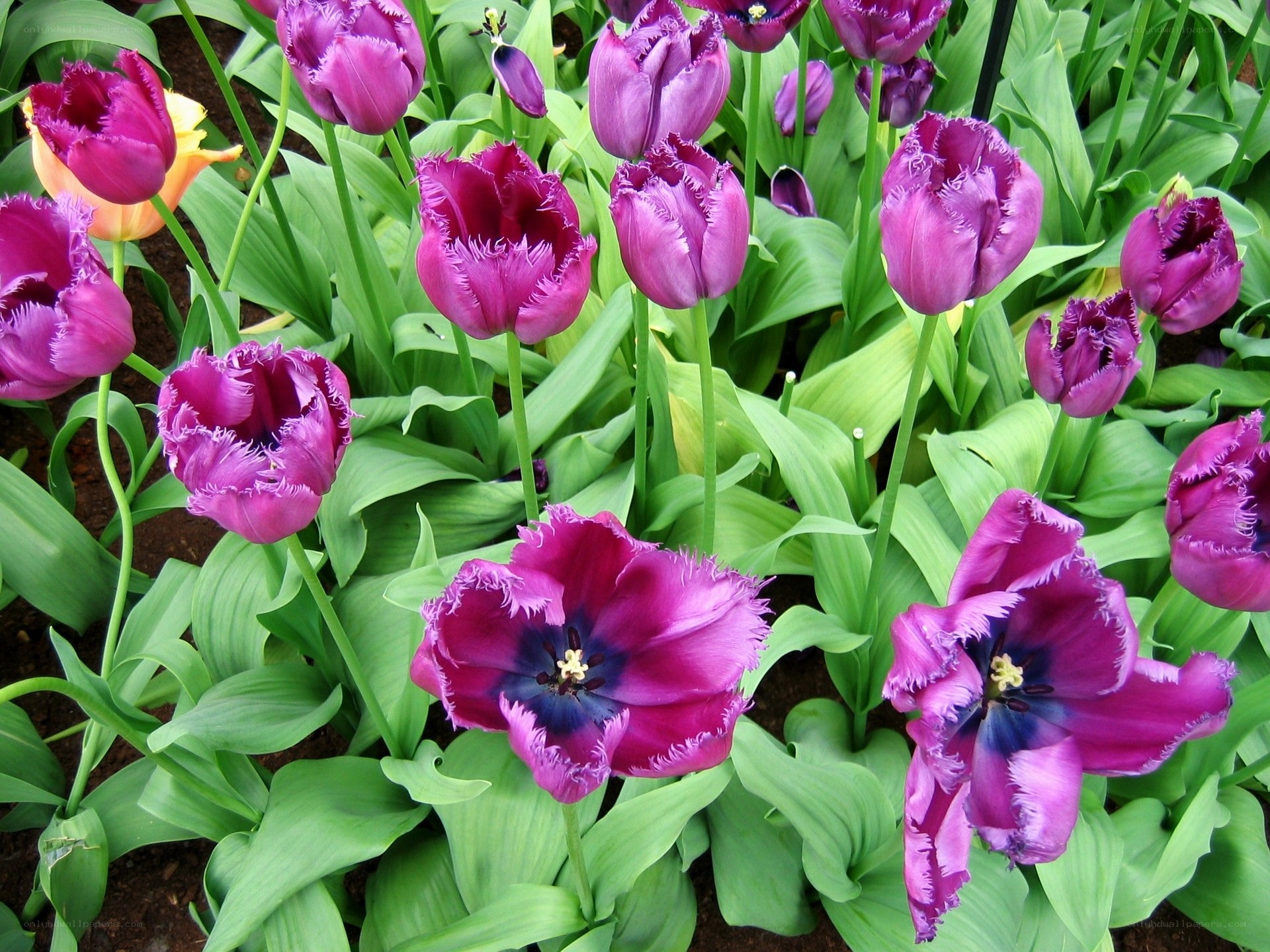 Purple fringed tulips in bloom