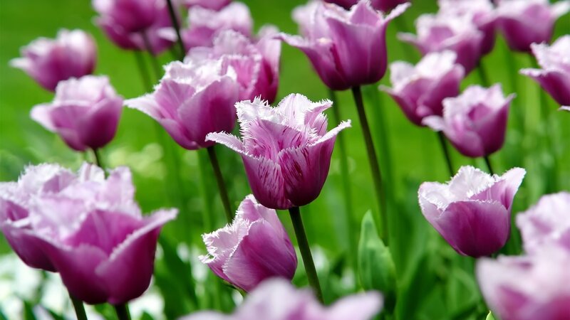 Purple Fringed Tulips — Serene, Spring, Photograph