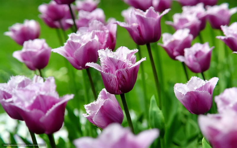 Purple Fringed Tulips — Serene, Spring