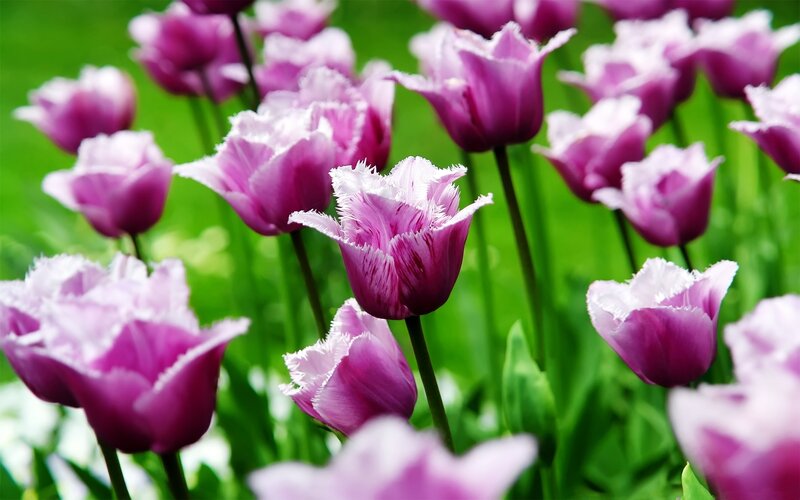 Purple Fringed Tulips — Serene