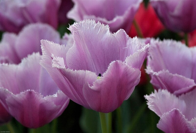 Purple Fringed Tulips