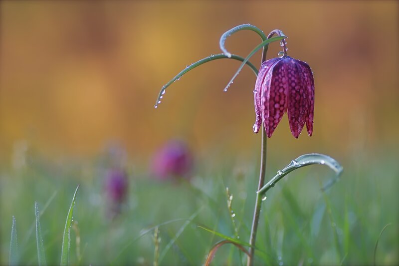 Purple Fritillary Flower — Serene