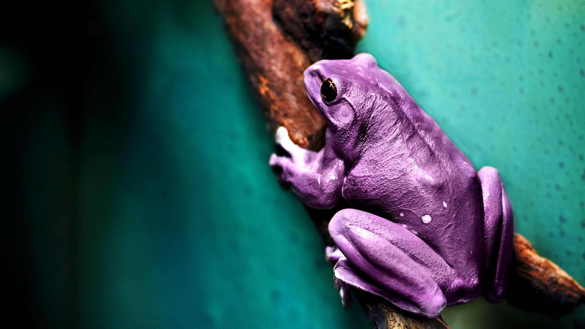 purple frog on a branch